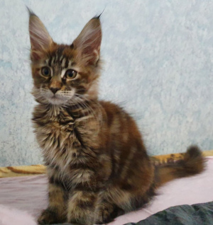 Photo №1. maine coon - for sale in the city of Tyumen | 266$ | Announcement № 3772