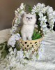 Photo №1. british longhair - for sale in the city of Штутгарт | negotiated | Announcement № 100394