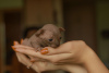 Additional photos: Sphynx kittens