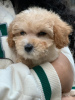 Photo №1. poodle (toy) - for sale in the city of Tbilisi | 275$ | Announcement № 35905