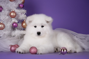 Photo №2 to announcement № 4532 for the sale of samoyed dog - buy in Russian Federation 