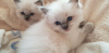 Additional photos: Vaccinated Ragdoll Kittens ready for Sale to loving homes