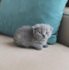 Photo №1. scottish fold - for sale in the city of West Palm Beach | 250$ | Announcement № 100117