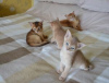 Photo №1. abyssinian cat - for sale in the city of Ludwigsburg | negotiated | Announcement № 123657