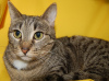 Photo №3. Vesta cat is looking for a home. Russian Federation