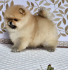 Additional photos: Pomeranian Spitz for sale