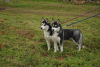 Photo №2 to announcement № 9125 for the sale of siberian husky - buy in Ukraine private announcement, breeder