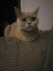 Photo №2 to announcement № 96592 for the sale of british shorthair - buy in Switzerland private announcement