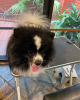 Photo №2 to announcement № 78817 for the sale of german spitz - buy in Hungary private announcement