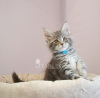 Photo №1. maine coon - for sale in the city of St. Petersburg | negotiated | Announcement № 18098