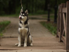 Photo №2 to announcement № 39420 for the sale of siberian husky - buy in Russian Federation private announcement, from nursery