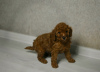 Photo №3. Miniature poodle puppy. Belarus