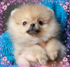 Photo №3. Pomeranian Spitz puppies, mini boo.. Georgia