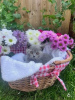 Photo №2 to announcement № 108598 for the sale of british shorthair - buy in Germany private announcement, from nursery, from the shelter, breeder