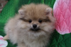 Photo №2 to announcement № 43945 for the sale of pomeranian - buy in Russian Federation breeder