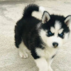 Photo №1. siberian husky - for sale in the city of Graz | negotiated | Announcement № 88884
