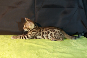 Photo №4. I will sell bengal cat in the city of Minsk. private announcement, breeder - price - 800$