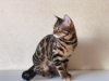 Additional photos: Bengal cat for breeding