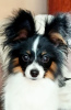Photo №2 to announcement № 24923 for the sale of papillon dog - buy in Poland private announcement, breeder