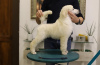 Photo №4. I will sell poodle (royal) in the city of Zrenjanin. breeder - price - negotiated