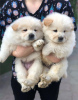 Photo №2 to announcement № 80276 for the sale of chow chow - buy in Portugal private announcement