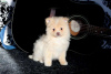 Photo №2 to announcement № 44778 for the sale of pomeranian - buy in Germany 