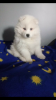Photo №2 to announcement № 32801 for the sale of samoyed dog - buy in Poland breeder