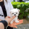 Photo №3. Beautiful Maltese puppies are ready Business WhatsApp 37256062792. Finland