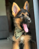 Photo №1. german shepherd - for sale in the city of Budapest | 370$ | Announcement № 56834