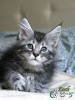 Photo №2 to announcement № 11292 for the sale of maine coon - buy in Russian Federation private announcement, from nursery, breeder