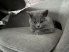Photo №1. british shorthair - for sale in the city of Wiesbaden | 264$ | Announcement № 92682