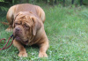 Additional photos: Dogue de Bordeaux puppies