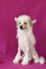 Photo №3. Chinese crested dog. Russian Federation
