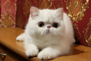 Photo №1. exotic shorthair - for sale in the city of Kharkov | 800$ | Announcement № 4784