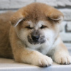 Photo №1. akita - for sale in the city of Братислава | 370$ | Announcement № 111325