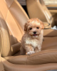 Additional photos: Maltipoo F1.