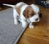 Photo №3. Adorable Cavalier King Charles Puppies for free adoption. Germany