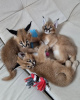 Photo №3. ocelot, serval and caracal kittens available. France