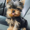 Photo №2 to announcement № 120681 for the sale of yorkshire terrier - buy in Belgium 