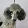 Photo №2 to announcement № 22505 for the sale of poodle (dwarf) - buy in Russian Federation private announcement