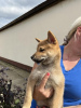 Photo №3. Shiba Inu puppies. Serbia