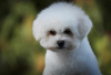 Photo №4. I will sell bichon frise in the city of Belgrade. breeder - price - negotiated