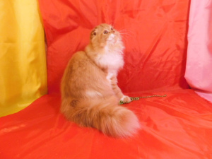 Additional photos: Red sunny cat Highland Fold