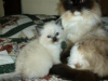 Photo №1. ragdoll - for sale in the city of Штутгарт | 359$ | Announcement № 110802