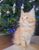 Additional photos: Purebred Maine Coon Kittens available for Adoption