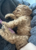 Photo №3. F1B Cavapoo pups. Australia