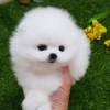 Photo №1. pomeranian - for sale in the city of Bosanska Krupa | Is free | Announcement № 63511