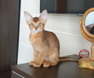 Additional photos: The nursery Simmuron offers to sell Abyssinian girl of wild color as a house.