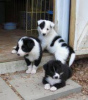 Photo №1. border collie - for sale in the city of Vienna | negotiated | Announcement № 124802