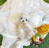 Photo №3. MALTESE PUPPY. United States